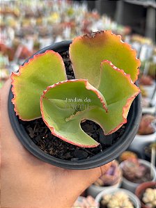 Echeveria Japão bordas alaranjadas