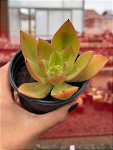 Echeveria Nyara