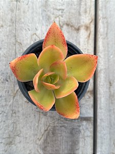 Echeveria Nyara