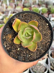 Echeveria Nyara