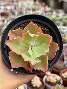 Echeveria princess lace
