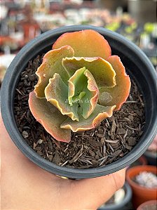 Echeveria morgana
