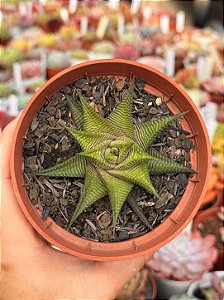 Haworthia limifolia