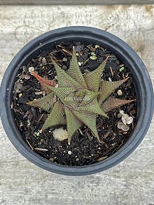 Haworthia limifolia 03
