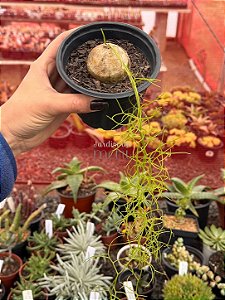 Bowiea volubilis