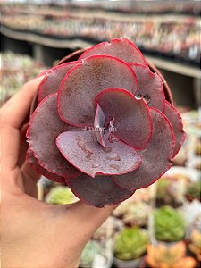 Echeveria jane naylor