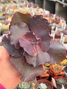 Echeveria jane naylor