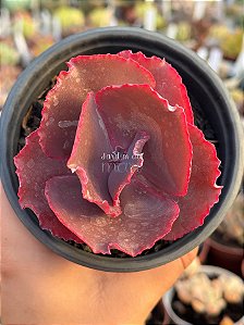 Echeveria jane naylor