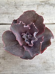 Echeveria jane naylor