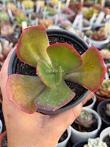 Echeveria fimbriata (sem raiz)