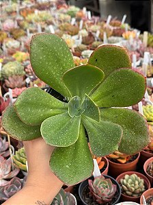 Echeveria fimbriata
