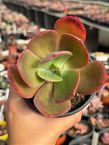 Echeveria fimbriata