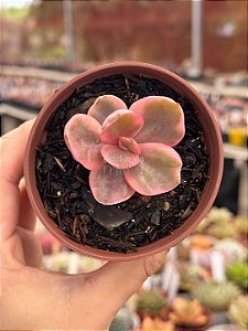 Echeveria golden state variegata