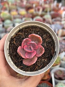 Echeveria golden state variegata