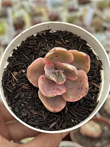 Echeveria golden state variegata