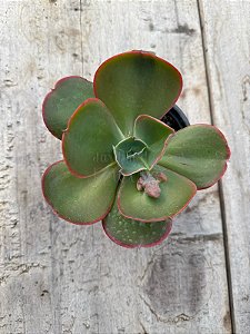 Echeveria kushala P