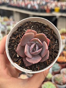 Echeveria dusty rose