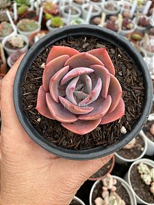 Echeveria dusty rose