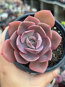 Echeveria dusty rose