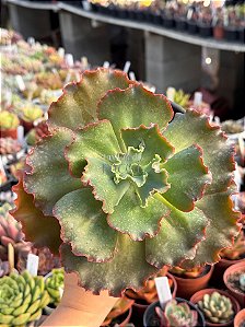 Echeveria corelli