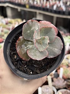 Echeveria bubble machine (by Dick Wright)