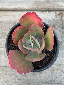Echeveria bubble machine (by Dick Wright) (sem raiz)