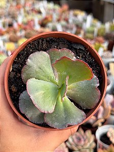 Echeveria bubble machine (by Dick Wright)