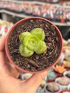 Crassula hemisphaerica
