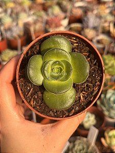 Crassula hemisphaerica