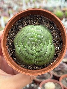 Crassula hemisphaerica