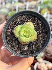 Crassula hemisphaerica