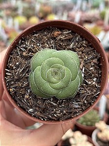 Crassula hemisphaerica