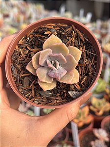 Graptoveria purple delight