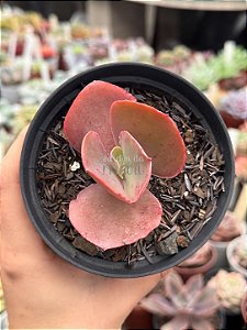 Echeveria japão