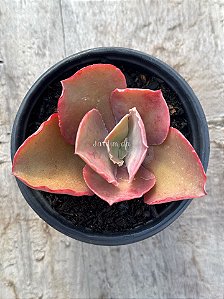 Echeveria japão (sem raiz)