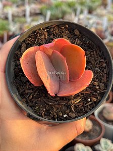 Echeveria japão (sem raiz)