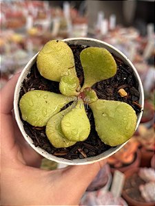Aeonium glutinosum