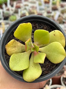 Aeonium glutinosum