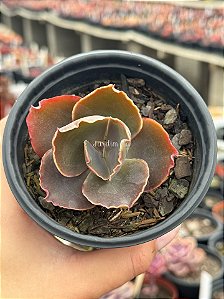 Echeveria thanos