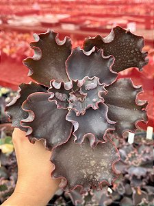 Echeveria thanos