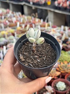Cotyledon orbiculata oophylla