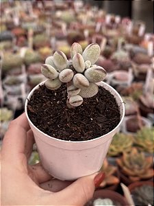 Cotyledon orbiculata oophylla