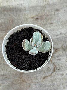 Cotyledon orbiculata oophylla