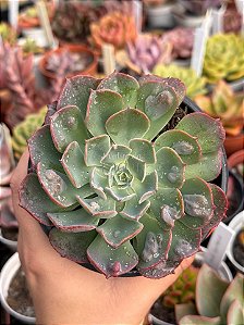 Echeveria raindrops híbrida