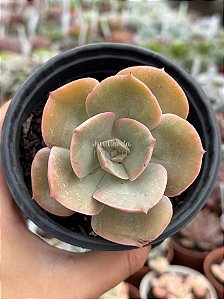 Echeveria rosa de jade