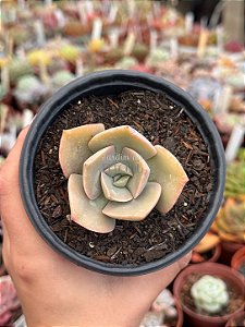 Echeveria rosa de jade