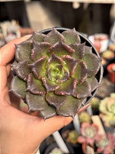 Echeveria super bowl