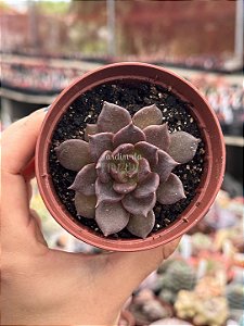 Echeveria super bowl