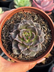 Echeveria super bowl