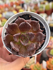 Echeveria super bowl